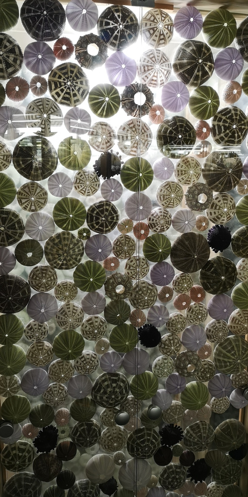 Musée-du-Coquillage-Sables-d'Olonne008.jpg