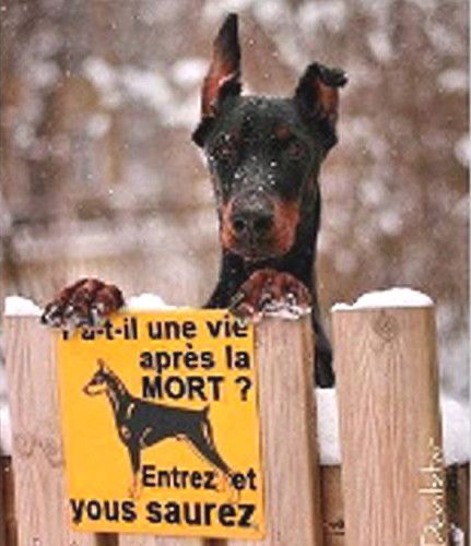 Y-a-t'il une vie aprè!s la mort.jpg