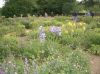 Jardindomainedebanizette.JPG