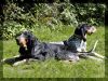 Chiens_net_01.jpg