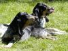 Chiens_net_02.jpg
