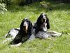 Chiens_net_04.jpg