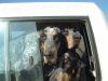 Chiens_net_05.jpg