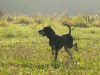 Chiens_net_06.jpg