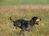 Chiens_net_07.jpg