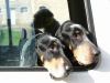 Chiens_net_08.jpg