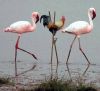 Flamands roses.jpg