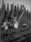 Houblon_3.jpg