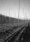Houblon_4.jpg