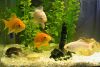 goldfish12.jpg