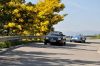 mimosas20105.jpg