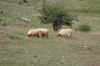 France_Lozere_Beliers_sur_le_causse_Mejean.jpg