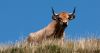 Vache-Aubrac2.jpg
