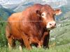 alpes5.jpg