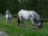 dolo6.jpg