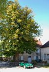 Chateau_Chalon_4.JPG