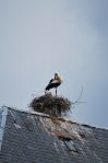 Cigogne_1-r.jpg