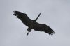 Cigogne_11.jpg