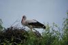 Cigogne_12-r.jpg