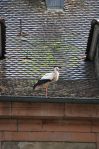 Cigogne_2-r.jpg