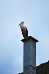 Cigogne_6-r.jpg