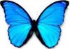papillon_1.jpg