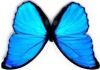 papillon_2.jpg