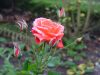 DSCF7334.JPG