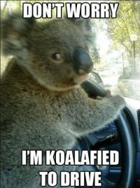 2016-Dont-worry-I-am-Koalified-to-drive.png
