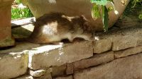 Nom du fichier=20180722_122847.jpg
Taille du fichier=224Ko
Dimensions : 1600x900
Ajouté le : 05 Novembre 2018 20180722_122847.jpg