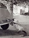 2CV~0.jpg
