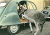 2cv_ane.jpg