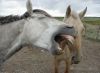 445860cheval_drole.jpg