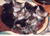 7chatons.jpg