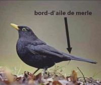 Bord-daile-de-merle.jpg
