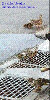 Canne_blonde.GIF