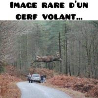Cerf-volant.jpg