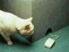 Chat%20-%20Souris.jpg
