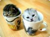 Chats_glouglou.jpg
