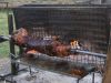 Cochon.jpg