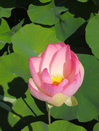 DSCF2511.JPG