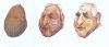 DSK2520Avocat2520Morchoisne2520ces2520legumes2520qui2520nous2520gouvernent252022x4225201250.jpg
