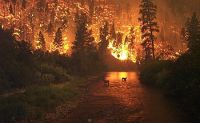Deerfire_-_copie.jpeg