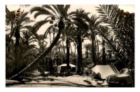 Elche2C_Alicante2C_camping.jpg