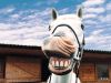 Horsey.jpg