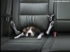 Humour_golf-tdi-chien_1350cf.jpg
