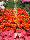 IMG_20160417_142651.jpg