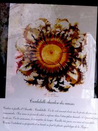 Nom du fichier=IMG_6538.jpg
Taille du fichier=476Ko
Dimensions : 1600x2142
Ajouté le : 03 Juillet 2017 IMG_6538.jpg