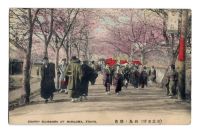 Japon_cerisiers_en_fleurs2.jpg