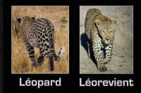 Leo.png